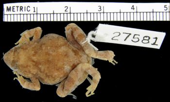Media type: image; Herpetology A-27581